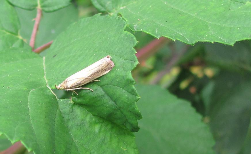 Oncocera semirubella? S